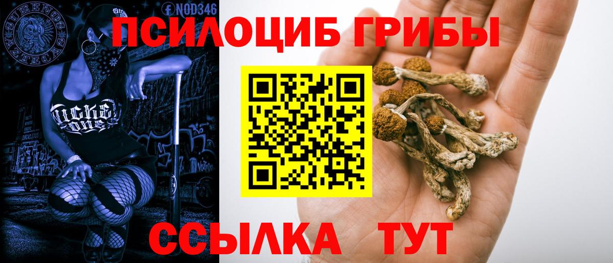 Галлюциногенные грибы Psilocybe Аргун